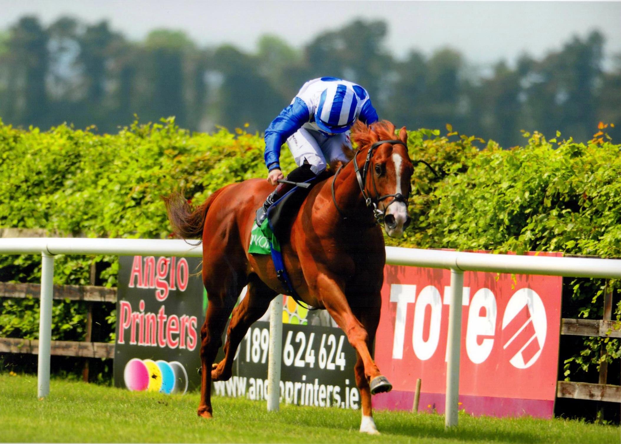 MEDICINE JACK takes The Merryn Lacy EBF Maiden at Navan 28 05 16